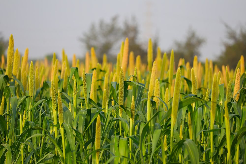 Finger millet cultivation in Koraput Odisha