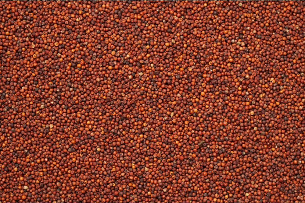 Traditional tribal food of Odisha featuring mandia